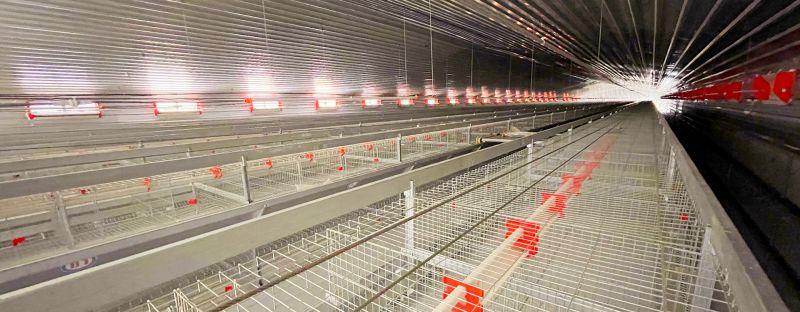 卓一小編建議：使用肉雞養(yǎng)殖設(shè)備要注意這幾點