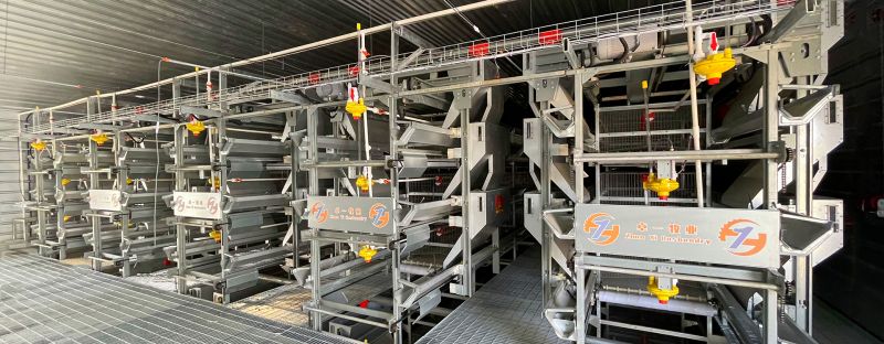 掌握蛋雞養(yǎng)殖要點(diǎn)，輕松進(jìn)行飼養(yǎng)工作