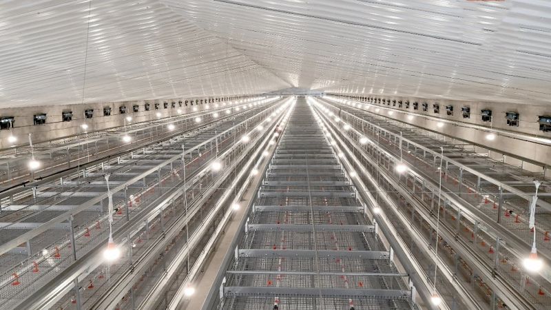 這幾種自動(dòng)化養(yǎng)雞設(shè)備你認(rèn)識(shí)嗎？
