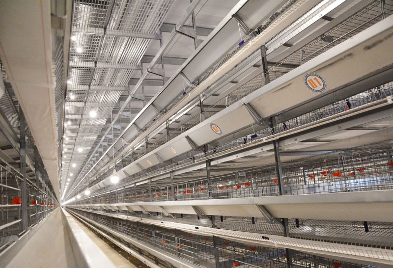 養(yǎng)雞場(chǎng)中必備八種自動(dòng)化養(yǎng)雞設(shè)備！