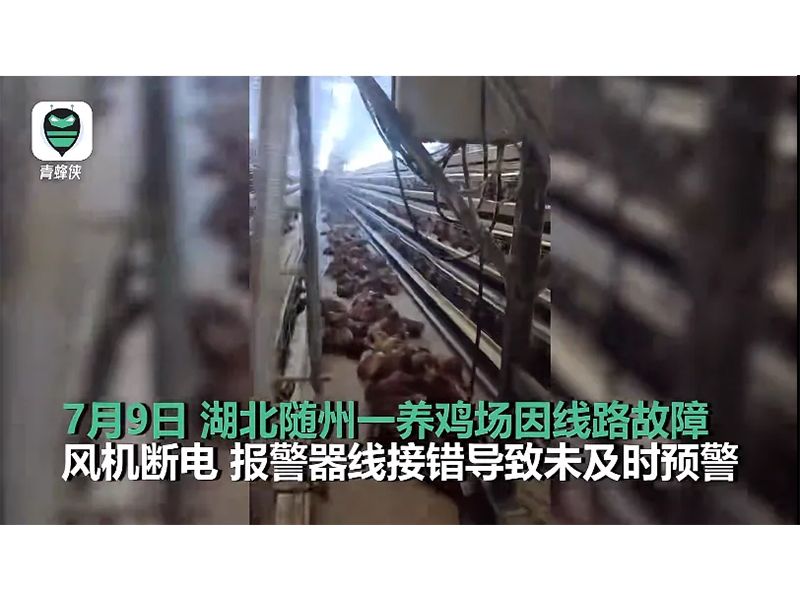 4000只雞被熱死！湖北養(yǎng)雞場停電故障給我們的啟示