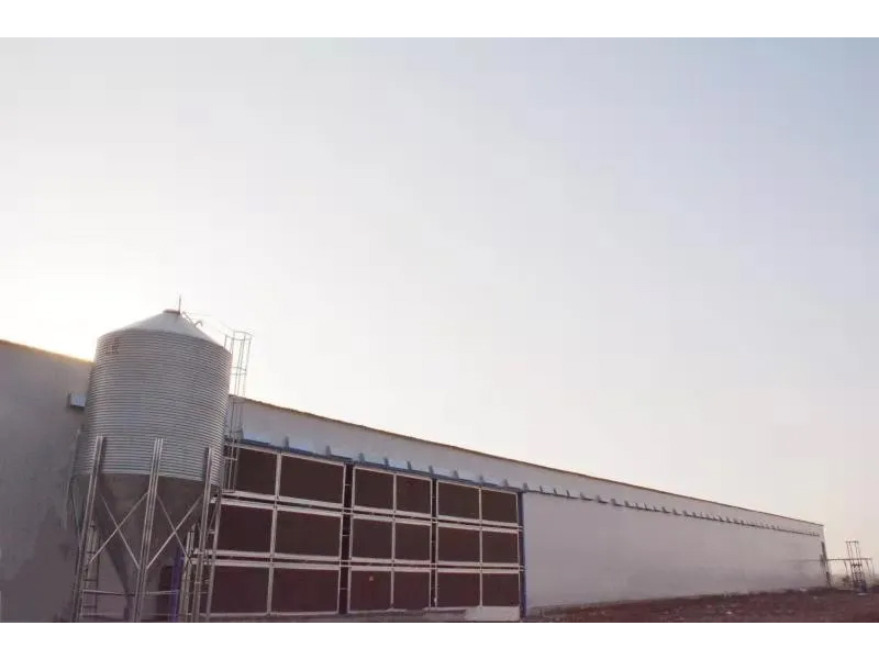 想要把雞養(yǎng)好，這些細(xì)節(jié)不可忽視