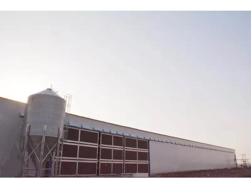 想要把雞養(yǎng)好，這些細(xì)節(jié)不可忽視