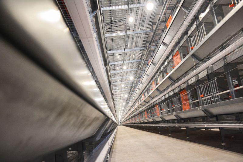  卓一牧業(yè)采用12層大規(guī)模產(chǎn)業(yè)養(yǎng)雞模式，跟進(jìn)養(yǎng)雞規(guī)模新趨勢(shì)