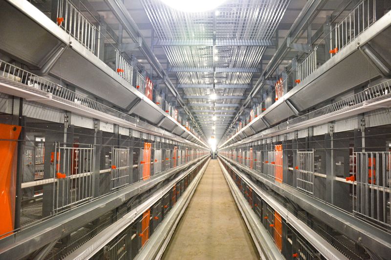 超高層疊養(yǎng)雞設(shè)備：養(yǎng)雞業(yè)的新星，帶領(lǐng)養(yǎng)殖新潮流