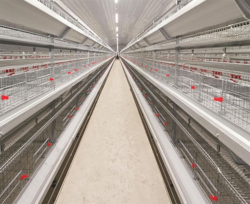 超高層疊養(yǎng)雞是一種什么飼養(yǎng)方式？