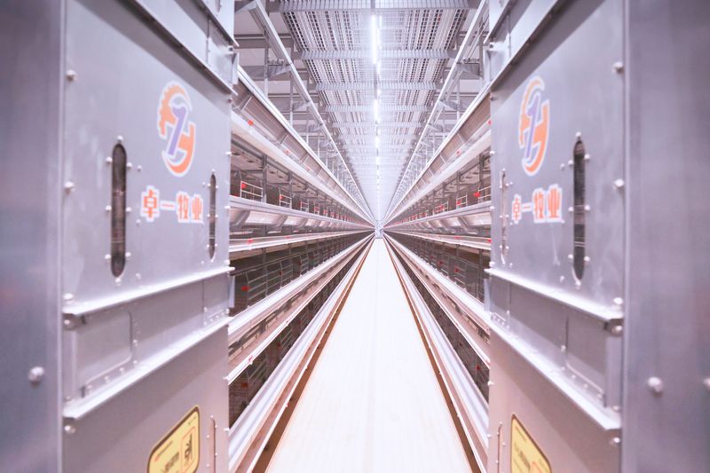 超高層養(yǎng)殖雞一般要喂什么樣的飼料呢？