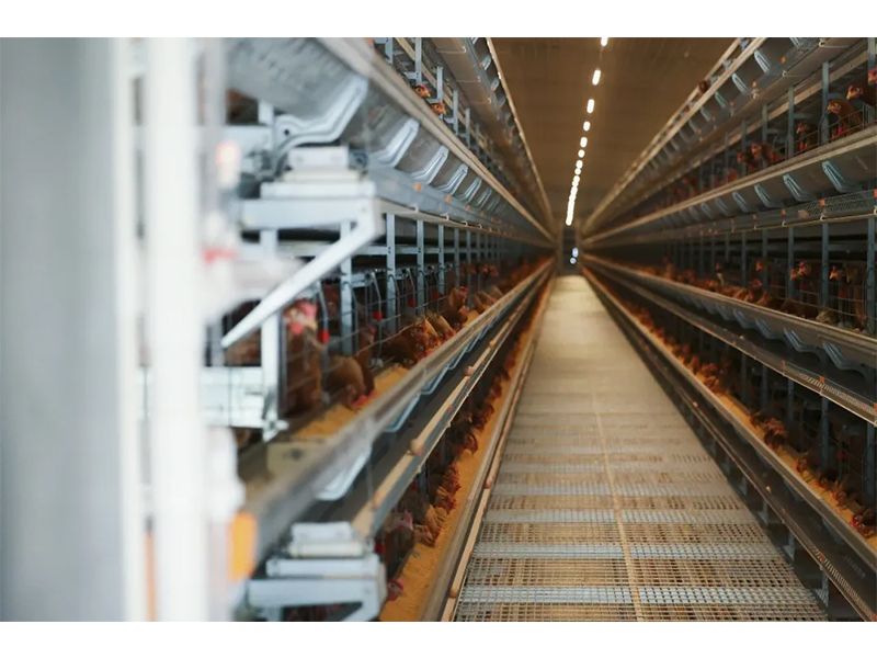 規(guī)模養(yǎng)雞場(chǎng)如何防范和應(yīng)對(duì)雷暴大風(fēng)等強(qiáng)對(duì)流天氣？