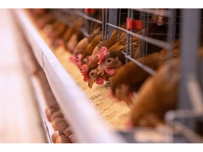 冬季來臨，養(yǎng)殖戶注意做好設(shè)備安全管理