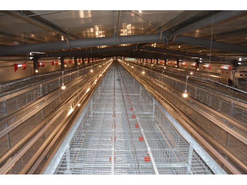 全自動(dòng)化養(yǎng)雞設(shè)備打造“智慧工廠”，產(chǎn)業(yè)升級(jí)帶領(lǐng)高質(zhì)量發(fā)展